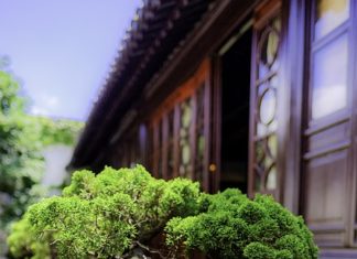 Sosna bonsai w domu Sosna bonsai w domu