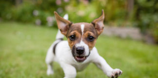 Dlaczego warto adoptować psa ze schroniska?