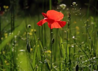 Sadzonki i nasiona – skąd je wziąć?