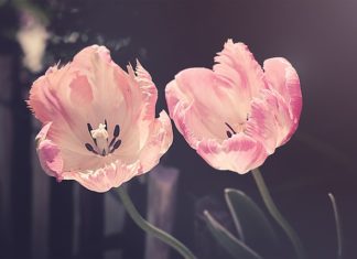 Jakie są plusy i minus bycia właścicielem psa