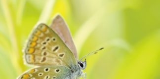 Budowanie ogrodu przed domem