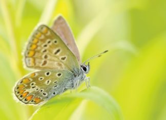 Budowanie ogrodu przed domem