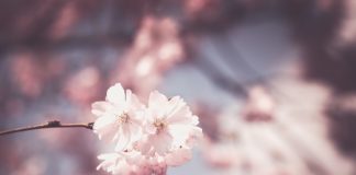 Za co kochamy zwierzęta?