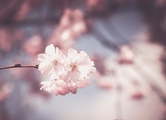 Za co kochamy zwierzęta? Za co kochamy zwierzęta?