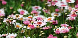 Różne odmiany borówki amerykańskiej