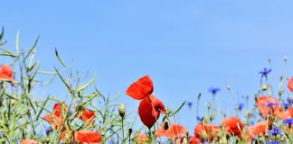 Porządki w ogrodzie i przestrzeń ogrodu