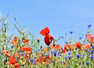 Porządki w ogrodzie i przestrzeń ogrodu Porządki w ogrodzie i przestrzeń ogrodu