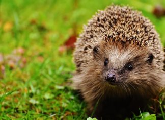 Porządek w ogrodzie Porządek w ogrodzie