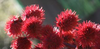 Poznaj niezwykłe właściwości oleju rycynowego!