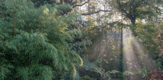 Jak ciekawie zagospodarować swój ogród na wiosnę