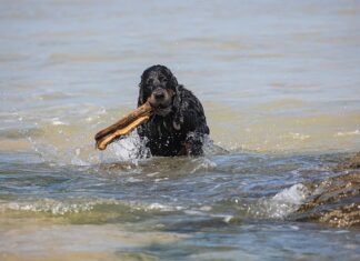 Ile kosztuje sprowadzenie auta z Japonii do Polski? Ile kosztuje sprowadzenie auta z Japonii do Polski?