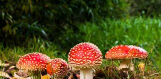 Czy można się zatruć grzybami marynowanymi?
