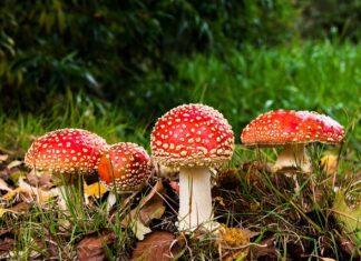 Czy można się zatruć grzybami marynowanymi? Czy można się zatruć grzybami marynowanymi?
