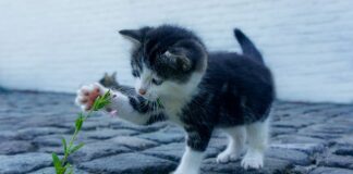 Czy warto kupować drogie wycieraczki?