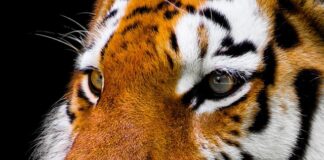 Czy obcięte wąsy u psa odrosną?