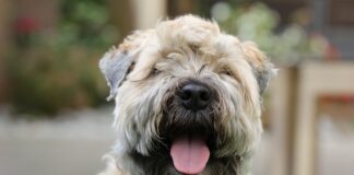 Jak pozbyć się sierści psa?