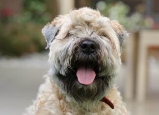 Jak pozbyć się sierści psa? Jak pozbyć się sierści psa?