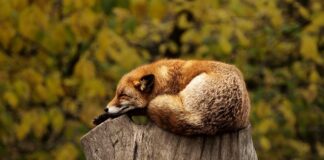 Jak zachęcić kota do spania w budzie?