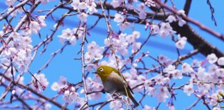 Czy maca działa na potencje?