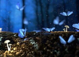 Jaka zalewa zalać grzyby?