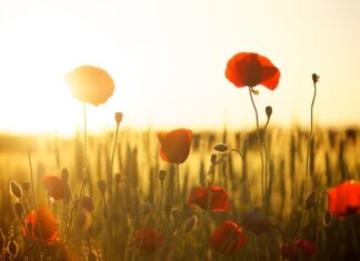 Czy mąka durum jest zdrowa? Czy mąka durum jest zdrowa?