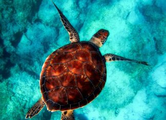 Czy warto nałożyć powłokę ceramiczna? Czy warto nałożyć powłokę ceramiczna?