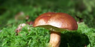 Jak się robi podgrzybki marynowane?