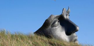 Jak szybko uspokoić psa?