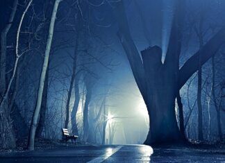 Jak powinien być obcięty york? Jak powinien być obcięty york?