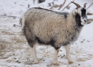 Czy podszerstek odrasta? Czy podszerstek odrasta?