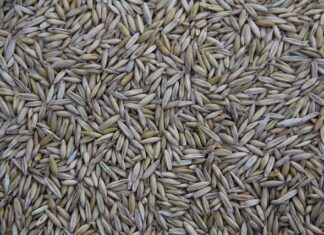 Kto produkuje McLaren? Kto produkuje McLaren?