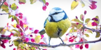 Jaki kolor podkładu pod żółty kolor?