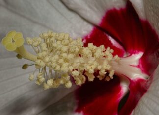 Co spełnia postulat Abbego?