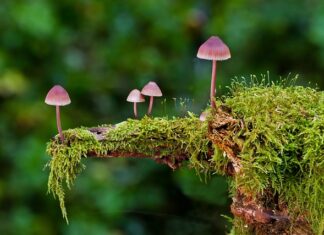 Czy do gotowania grzybów dodaje się sól?