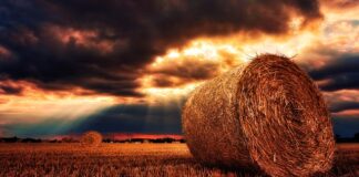 Co do budy siano czy słoma?