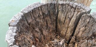 Jak zrobić smakowe lizaki?