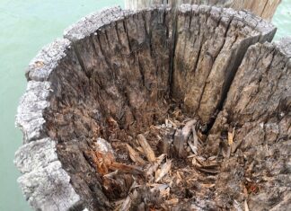 Jak zrobić smakowe lizaki? Jak zrobić smakowe lizaki?