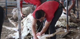 Jak często trzeba strzyc yorka?