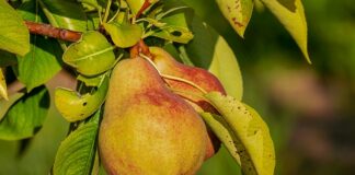 Na co jest dobra gruszka?