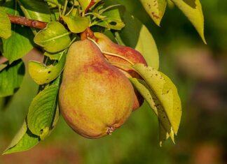 Na co jest dobra gruszka?