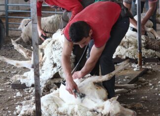 Na jaką długość strzyc maltańczyka? Na jaką długość strzyc maltańczyka?