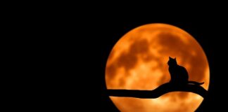 Czy kot czuję alkohol?