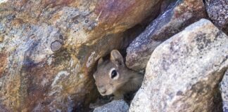 Gdzie najlepiej postawić legowisko dla kota?