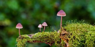 Ile octu do grzybów marynowanych?