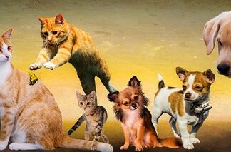 Czego nie mogą jeść psy rasy shih tzu? Czego nie mogą jeść psy rasy shih tzu?