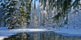 Czy kot wytrzyma na mrozie?