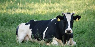 Jak się robi krówki?