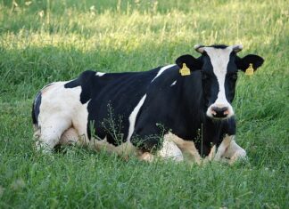 Jak się robi krówki? Jak się robi krówki?