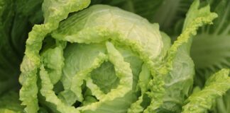 Jak zrobić surówkę z marchewki?