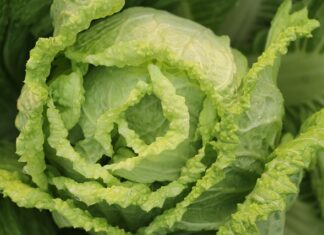 Jak zrobić surówkę z marchewki? Jak zrobić surówkę z marchewki?